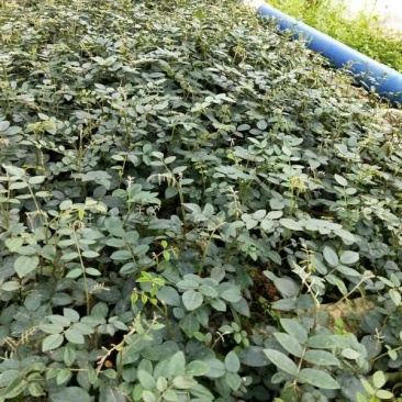 山豆根苗！要种植的关注联系…！坡地，旱田可种植