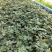山豆根苗！要种植的关注联系…！坡地，旱田可种植