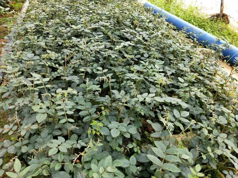 山豆根苗！要种植的关注联系…！坡地，旱田可种植