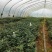 山豆根苗！要种植的关注联系…！坡地，旱田可种植