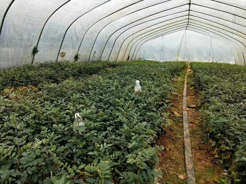 山豆根苗！要种植的关注联系…！坡地，旱田可种植