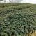 山豆根苗！要种植的关注联系…！坡地，旱田可种植
