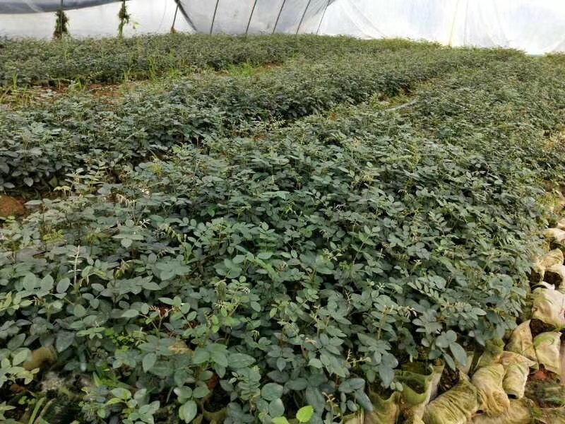 山豆根苗！要种植的关注联系…！坡地，旱田可种植