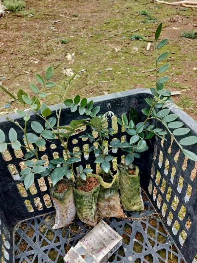 山豆根苗！要种植的关注联系…！坡地，旱田可种植