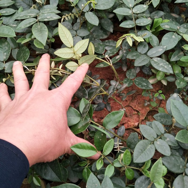 山豆根苗！要种植的关注联系…！坡地，旱田可种植