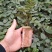 山豆根苗！要种植的关注联系…！坡地，旱田可种植