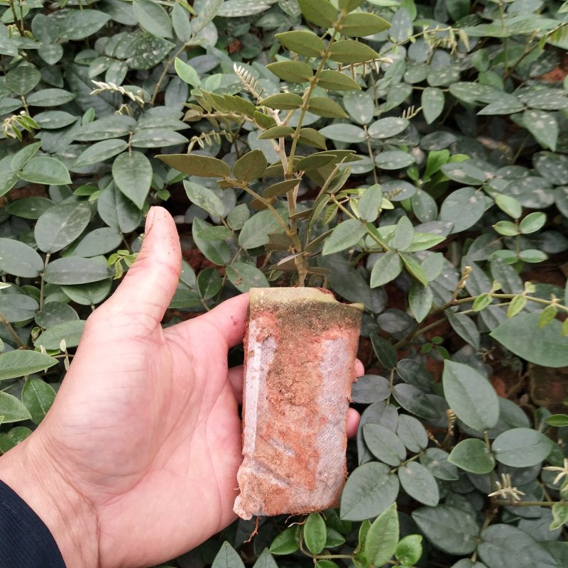 山豆根苗！要种植的关注联系…！坡地，旱田可种植