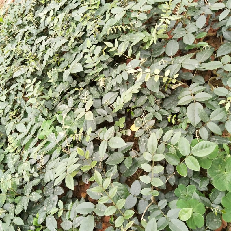 山豆根苗！要种植的关注联系…！坡地，旱田可种植