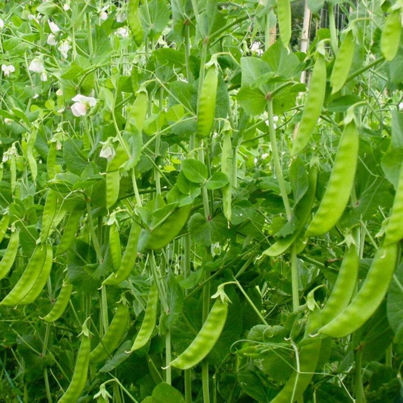 荷兰豆