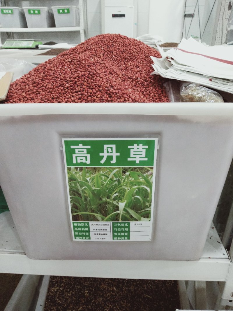 高丹草种子猪牛羊鱼高产牧草亩用量6-8斤包邮