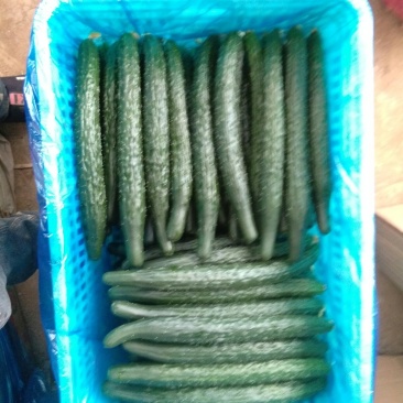 大量黄瓜