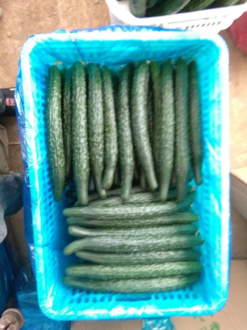 大量黄瓜