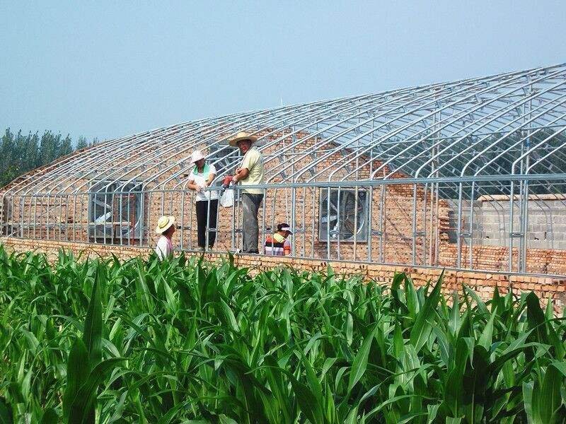 商丘养牛大棚养羊大棚养猪大棚养鹅大棚养兔大棚