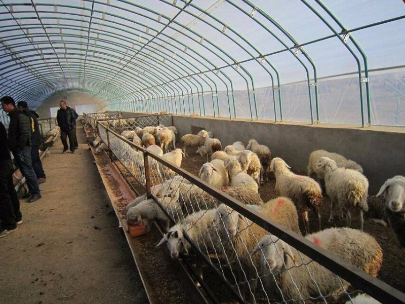 商丘养牛大棚养羊大棚养猪大棚养鹅大棚养兔大棚