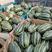 山东博洋9甜瓜大量上市中，香脆可口，对接各大超市和市场！