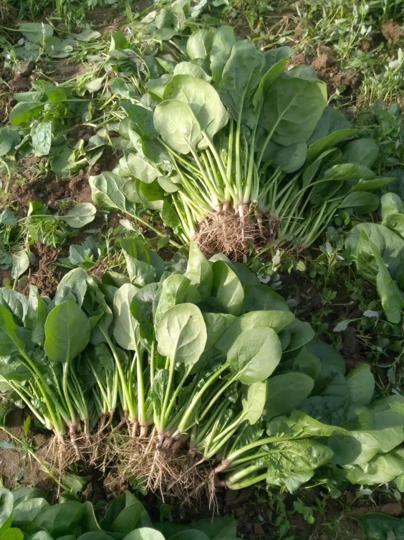 高原精品优质圆叶菠菜长期供应，产地直销，一手货源