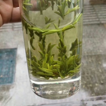 龙井茶富阳龙井