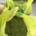 龙井茶富阳龙井