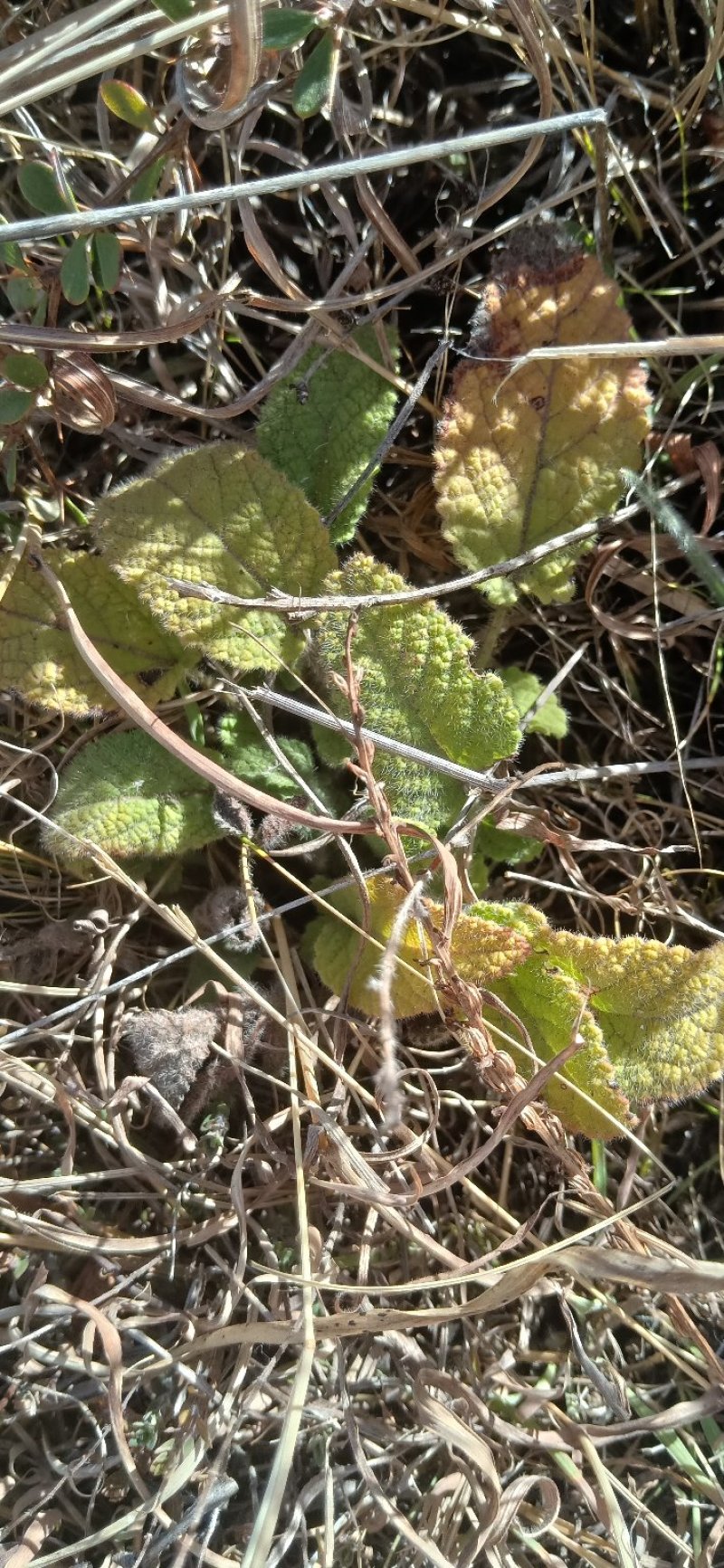 小红参云南鼠尾草紫丹参干货鲜品