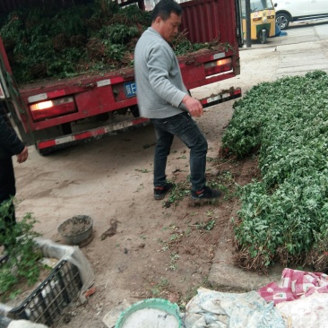 菊花苗，鲜苗子，中药材菊花