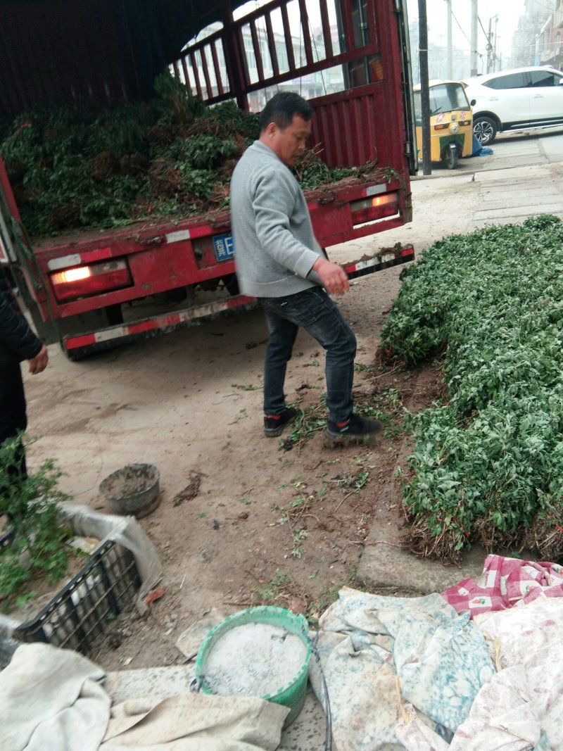 菊花苗，鲜苗子，中药材菊花