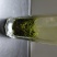 黄山毛峰特级揉捻