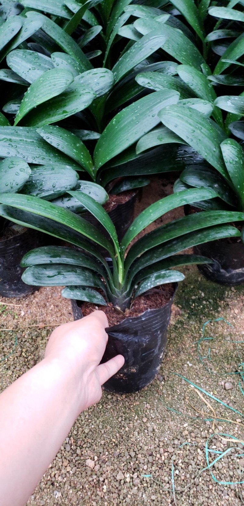 一边四叶以上宽叶君子兰