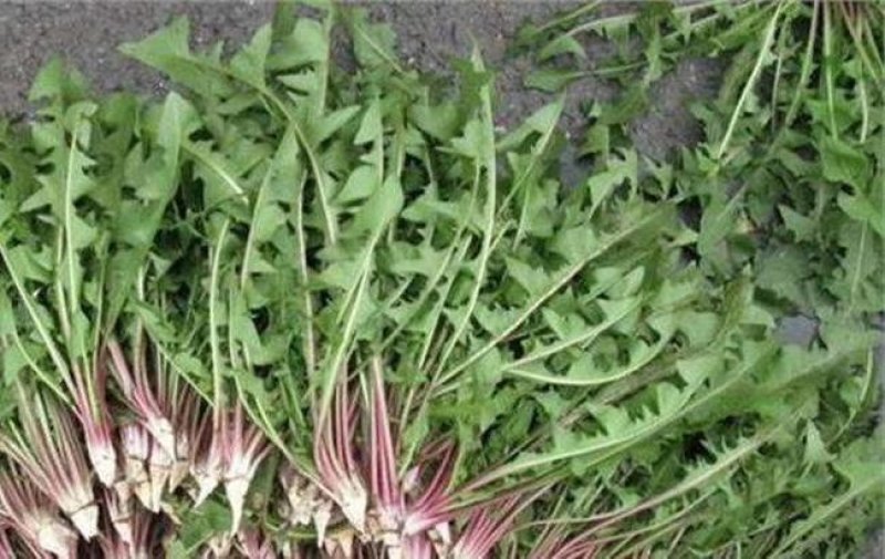 蒲公英茶