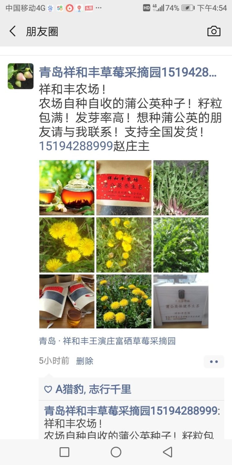 蒲公英茶