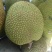 精品【菠萝蜜】规格10～15斤大量上市品种齐全