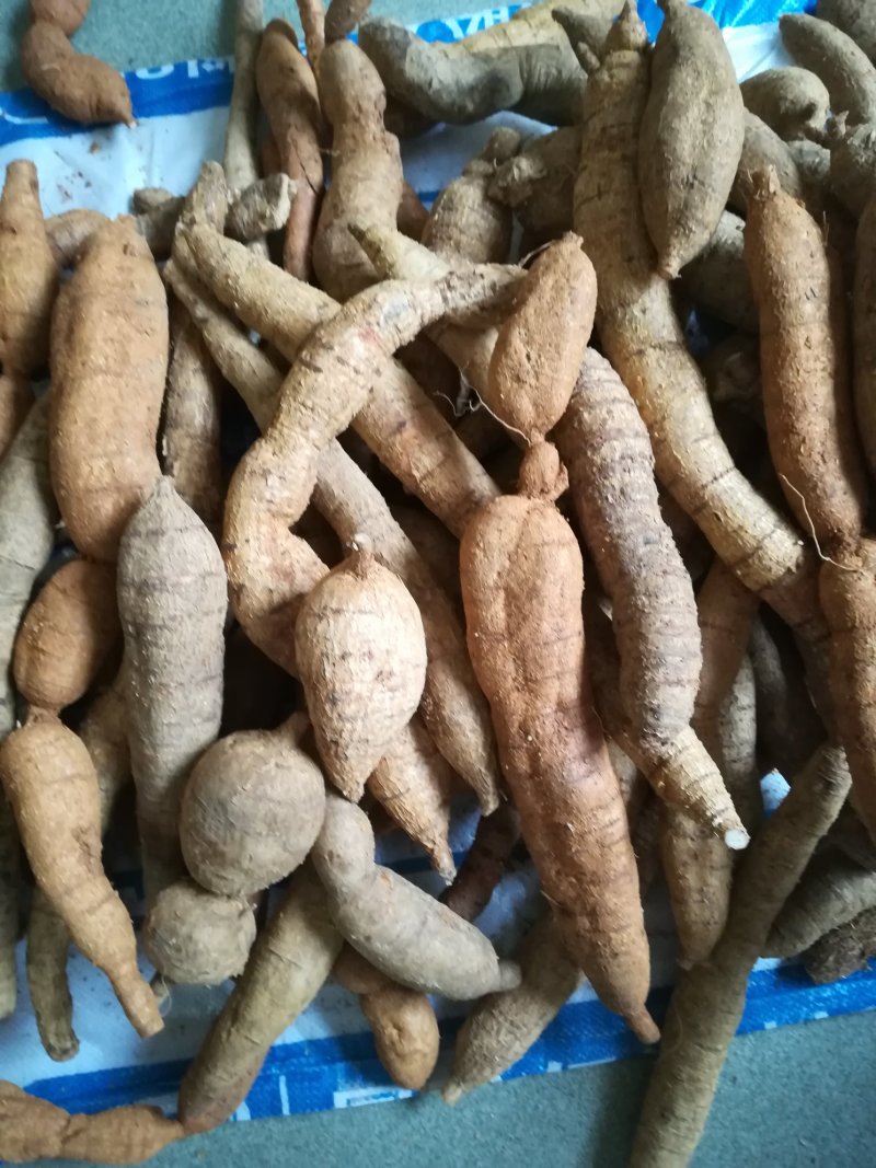 野生牛大力