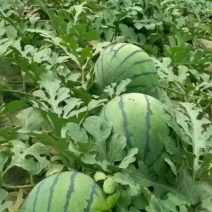阜城京欣西瓜大量供应，产地直供，大量有货