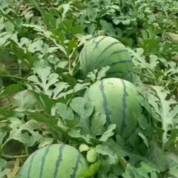 阜城京欣西瓜大量供应，产地直供，大量有货