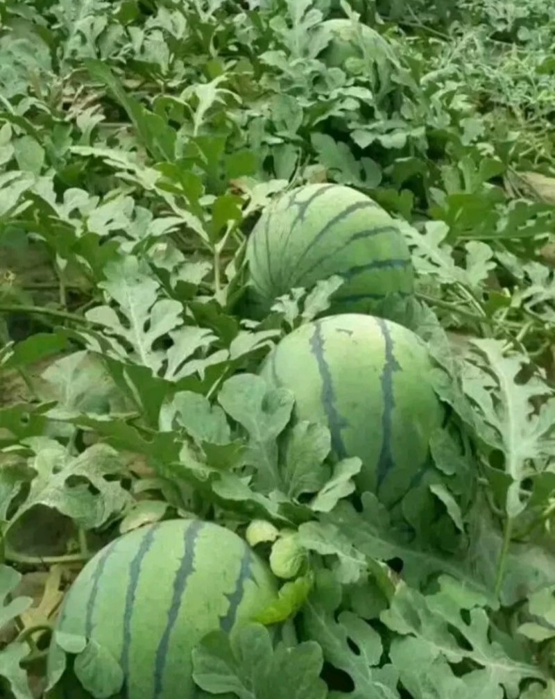 阜城京欣西瓜大量供应，产地直供，大量有货