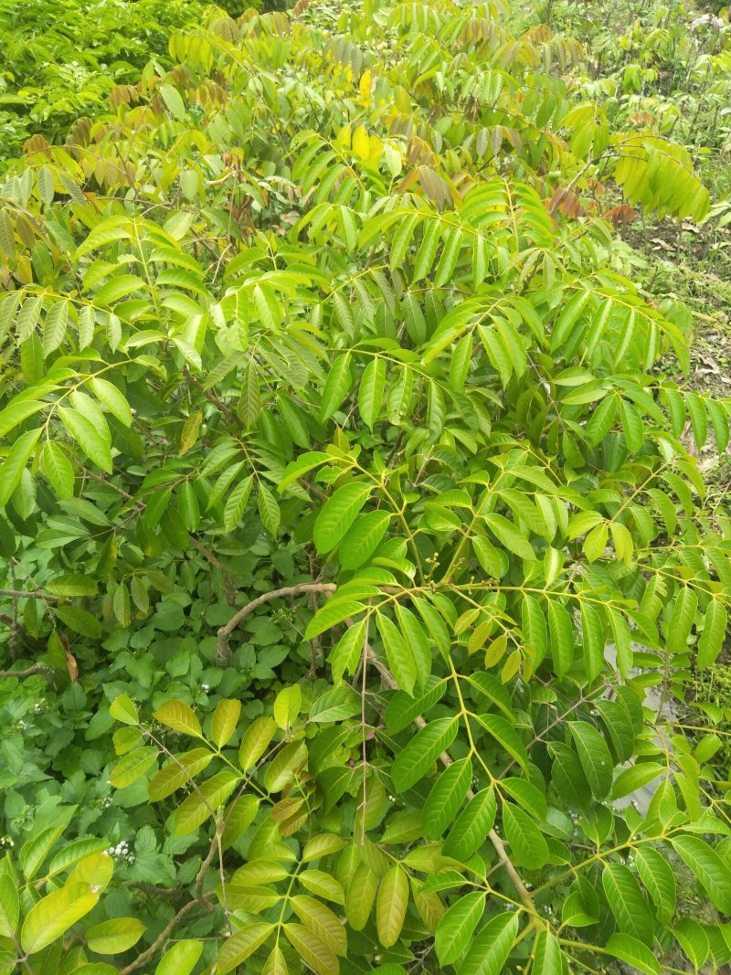 橄榄树苗(纯正品种三棯橄榄苗)原生苗嫁接(原土球发货)