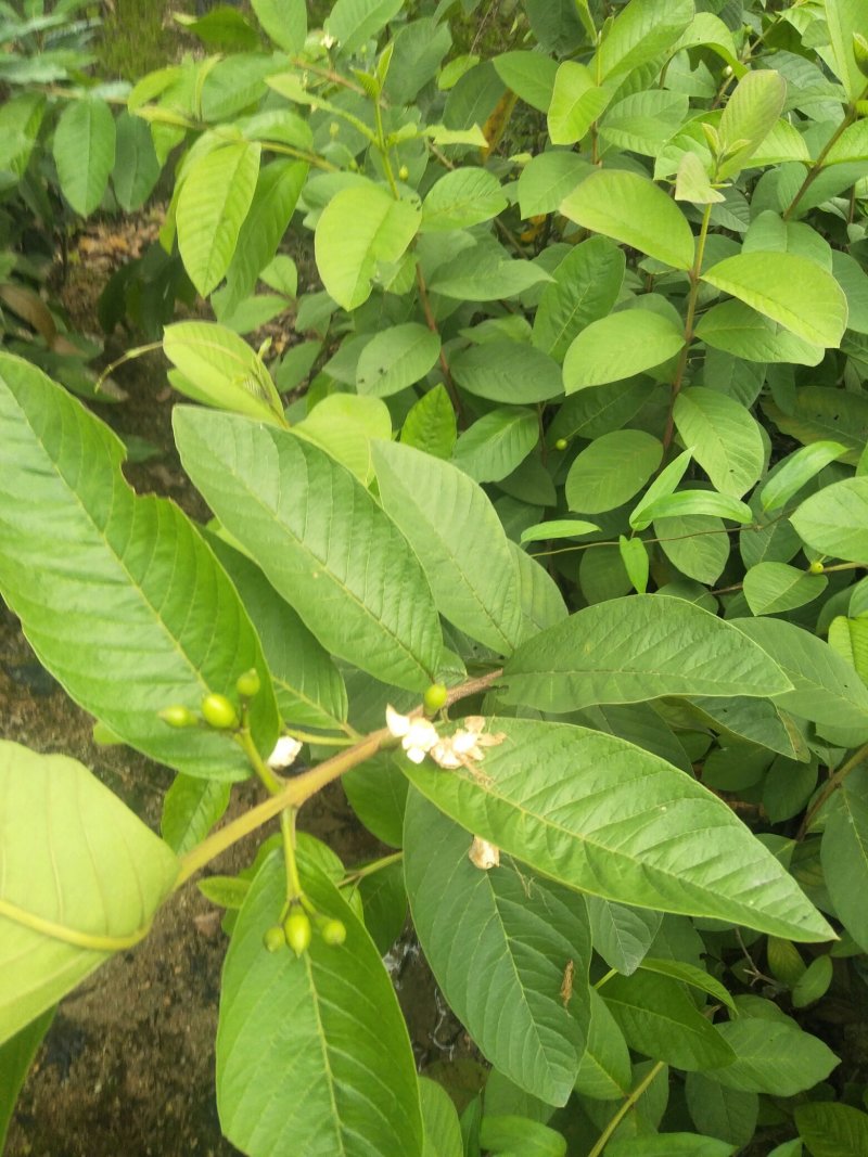 西瓜红番石榴苗，保证正品当年挂果，带叶带杯发货