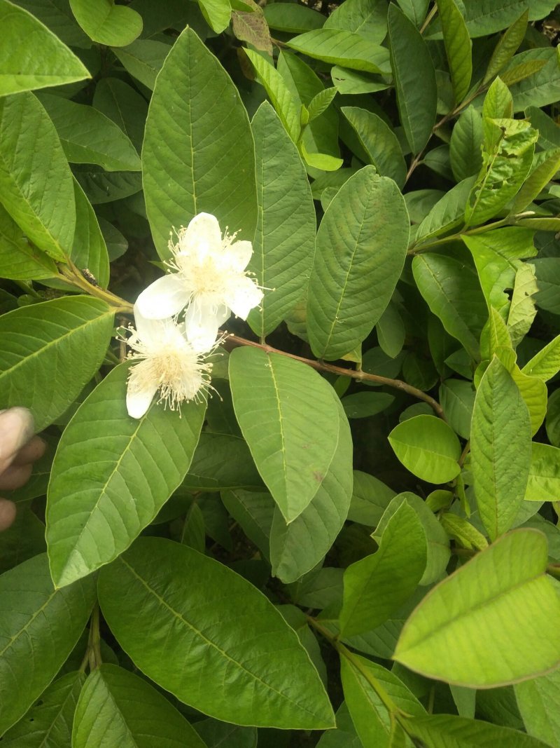 西瓜红番石榴苗，保证正品当年挂果，带叶带杯发货