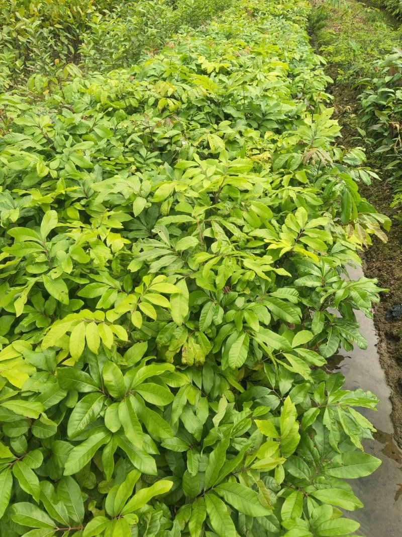 妃子笑荔枝果树苗(带原土杯苗)正品嫁接苗
