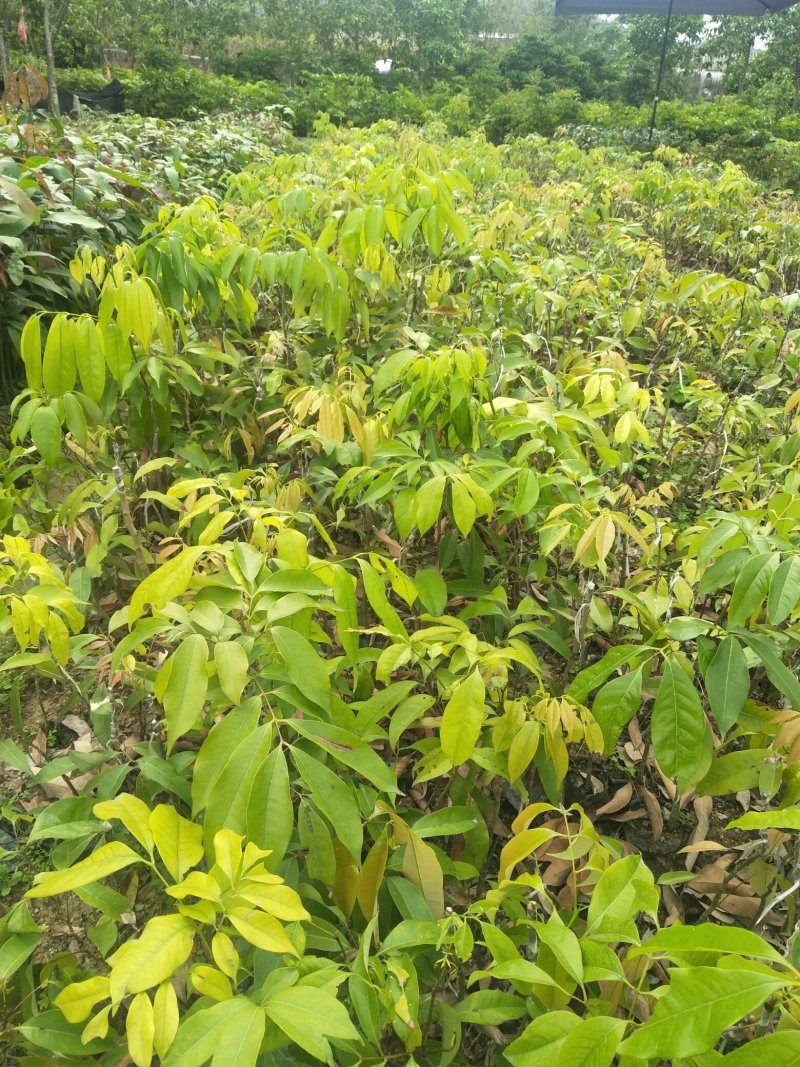 妃子笑荔枝果树苗(带原土杯苗)正品嫁接苗