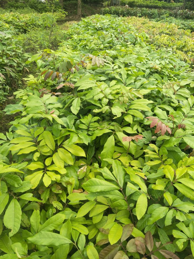 妃子笑荔枝果树苗(带原土杯苗)正品嫁接苗