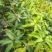 (包邮.包技术)金煌芒，四季蜜芒嫁接苗次年可挂果