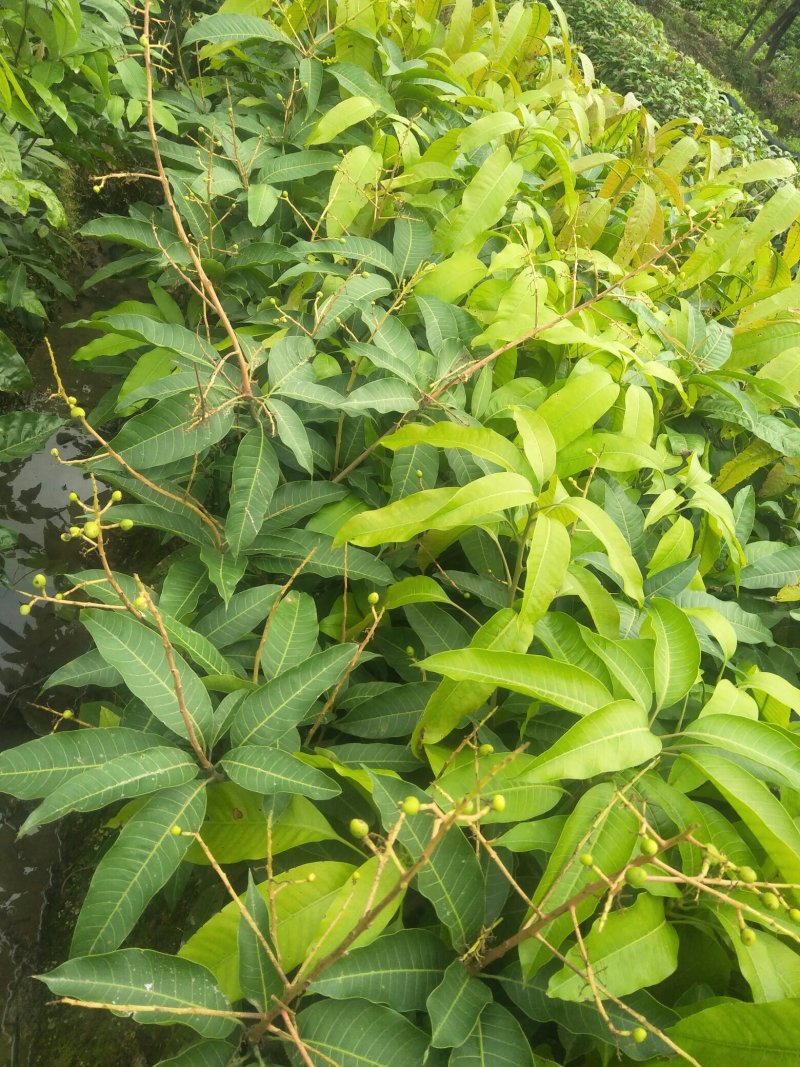 (包邮.包技术)金煌芒，四季蜜芒嫁接苗次年可挂果