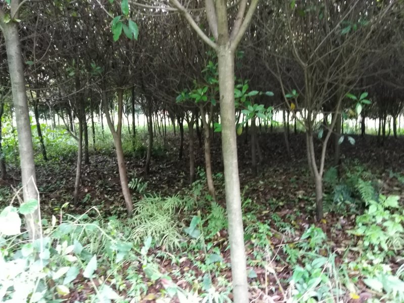 香樟树，桂花树，红豆杉，罗汉松，红叶石楠，红火箭紫薇，