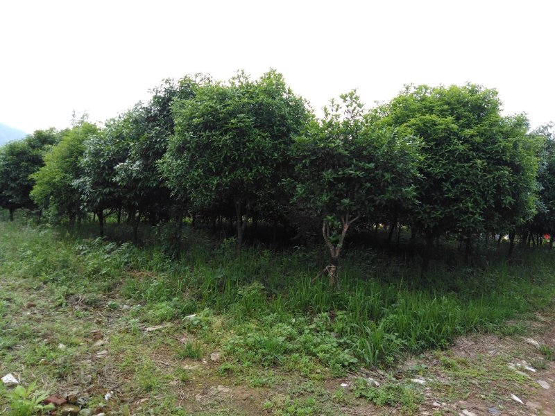 香樟树，桂花树，红豆杉，罗汉松，红叶石楠，红火箭紫薇，