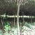香樟树，桂花树，红豆杉，罗汉松，红叶石楠，红火箭紫薇，