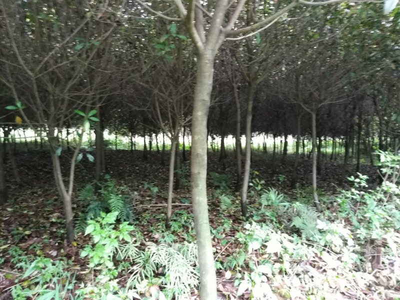 香樟树，桂花树，红豆杉，罗汉松，红叶石楠，红火箭紫薇，