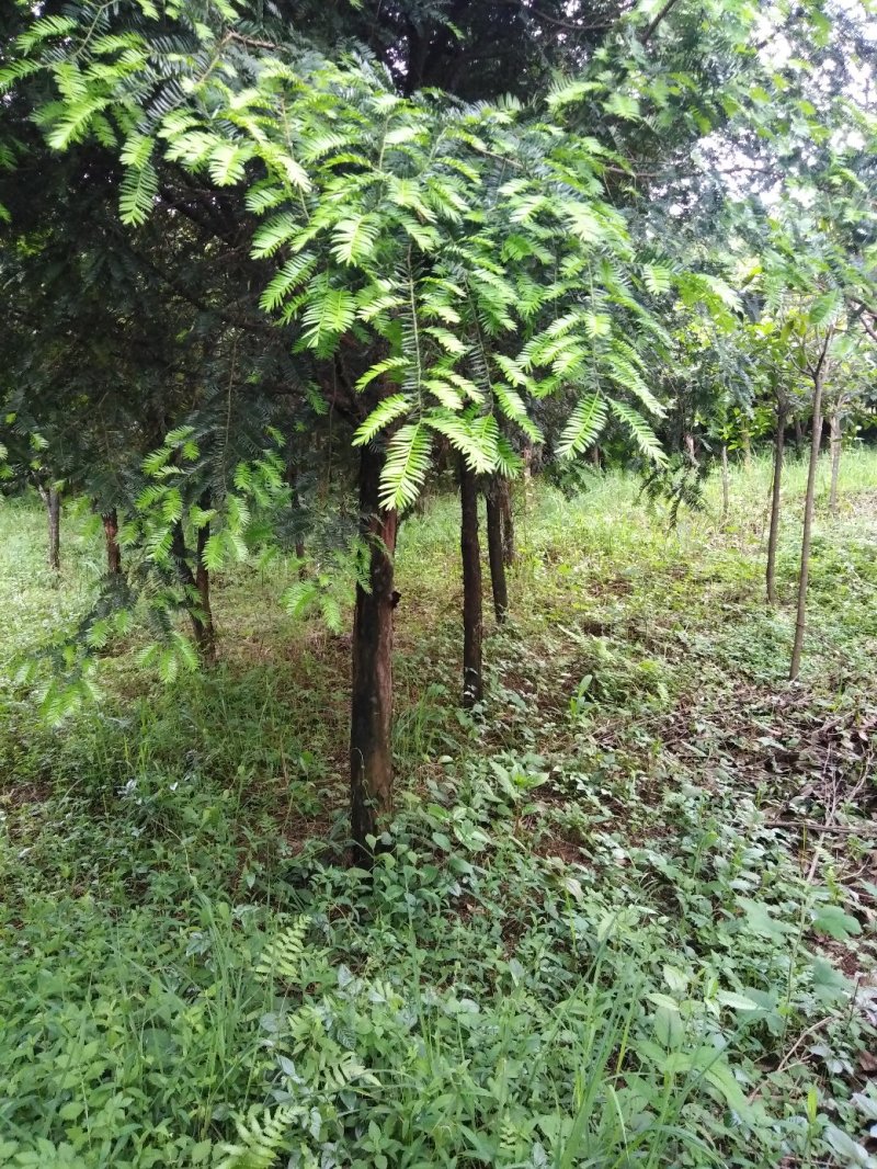 香樟树，桂花树，红豆杉，罗汉松，红叶石楠，红火箭紫薇，