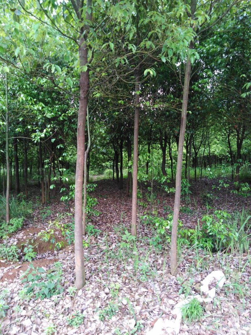 香樟树，桂花树，红豆杉，罗汉松，红叶石楠，红火箭紫薇，