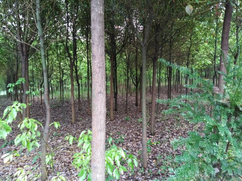 香樟树，桂花树，红豆杉，罗汉松，红叶石楠，红火箭紫薇，