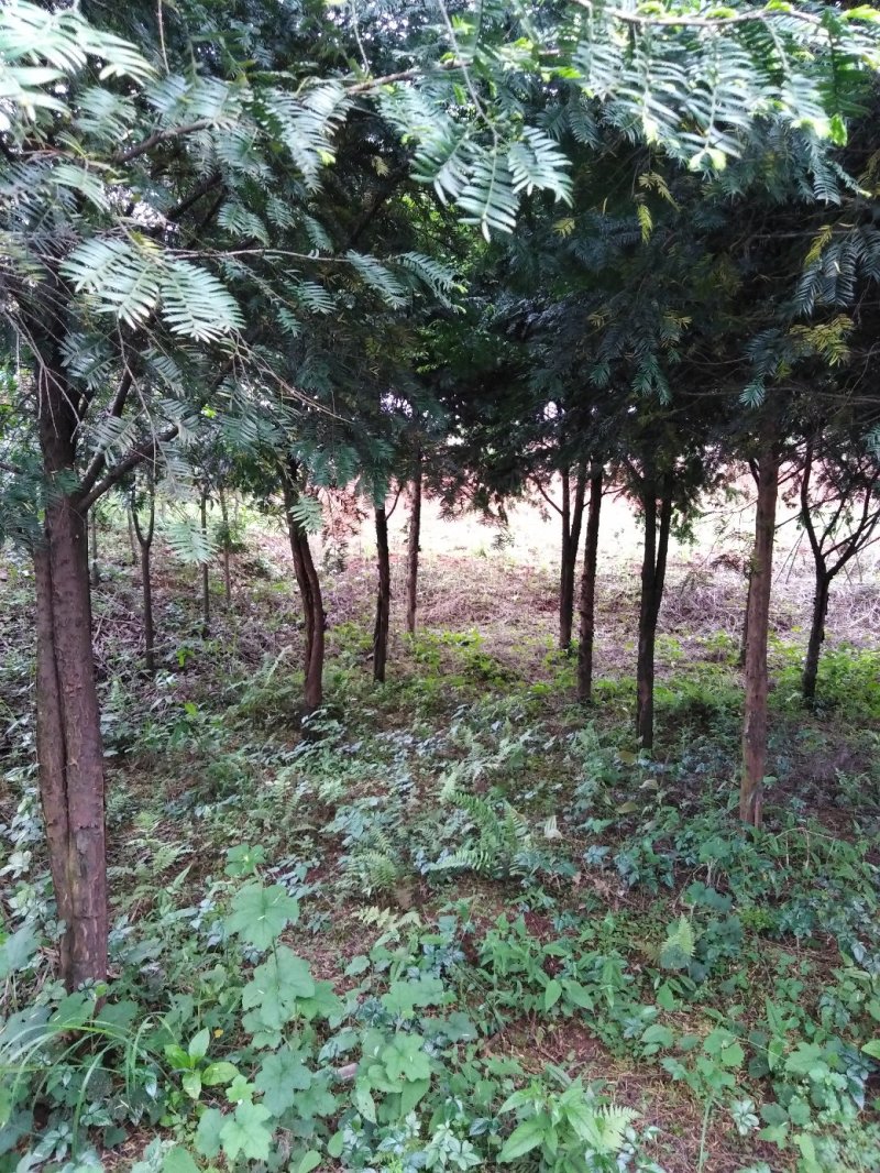 香樟树，桂花树，红豆杉，罗汉松，红叶石楠，红火箭紫薇，